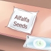 Dyrking av alfalfaspirer