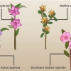Plante asaleaer