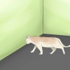 Avgjøre om katten din er blind