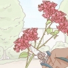 Forplanter bougainvillea