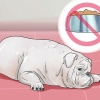 Behandling av diaré hos en hund
