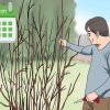 Beskjæring av en hibiskusplante