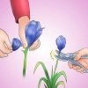På vei mot iris