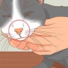 Behandle en katt med tett nese