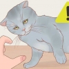 Holder en katt