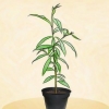 Plante et ferskentre