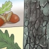 Identifiser eikeblad