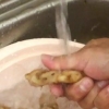 Pressing av ingefærjuice
