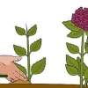 Dyrking av hortensia fra stiklinger