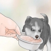 Trening og omsorg for din nye siberian husky-valp