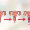 Bestem din mest fruktbare dag for å bli gravid