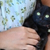 Vasker unge kattunger