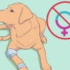 Oppdrett labradorer