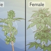 Skille mannlige cannabisplanter fra kvinnelige