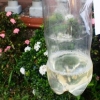 Lag dryppvanning fra en plastflaske