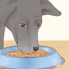 Ta vare på en labrador retriever