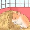 Ta vare på hamsterbarn