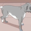 Se om en hund har vondt