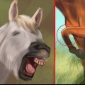 Danner et bånd med hesten din gjennom natural horsemanship