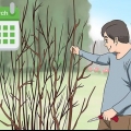 Beskjæring av en hibiskusplante