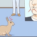 Å klappe en kanin