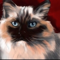 Kjenner igjen en ragdoll