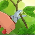 Beskjæring av en snøballplante