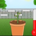 Forplanter roser