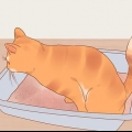 Redusere stress hos katter