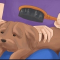 Ta vare på en shih tzu