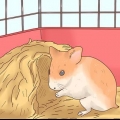 Ta vare på hamsterbarn