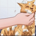 Få katten din til å tåle et bad