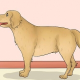 Måle lengden på en hund