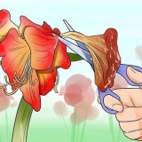Får en amaryllis til å blomstre igjen