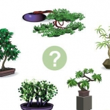 Å dyrke et bonsai-tre