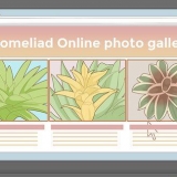 Ta vare på en bromelia