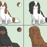 Velge en cavalier king charles spaniel