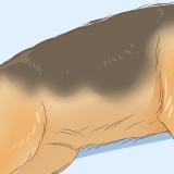 Identifisere en schæferhund