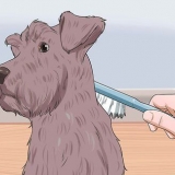 Trimming av en dvergschnauzer