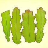 Å dyrke en epiphyllum cactus
