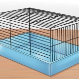 Å temme en hamster