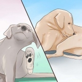 Sjekker en hund for ringorm