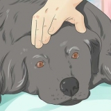 Hjelper en døende hund