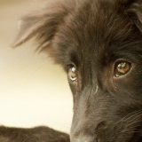 Få en hund til å elske deg