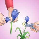 På vei mot iris