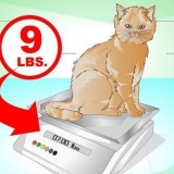 Få en katt til å komme