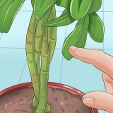 Beskjæring av en schefflera-plante