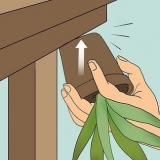 Gjenoppliver en døende aloe vera-plante