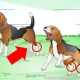 Hvordan behandle en forstuet ankel hos en hund