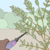 Oppbevaring av eukalyptus